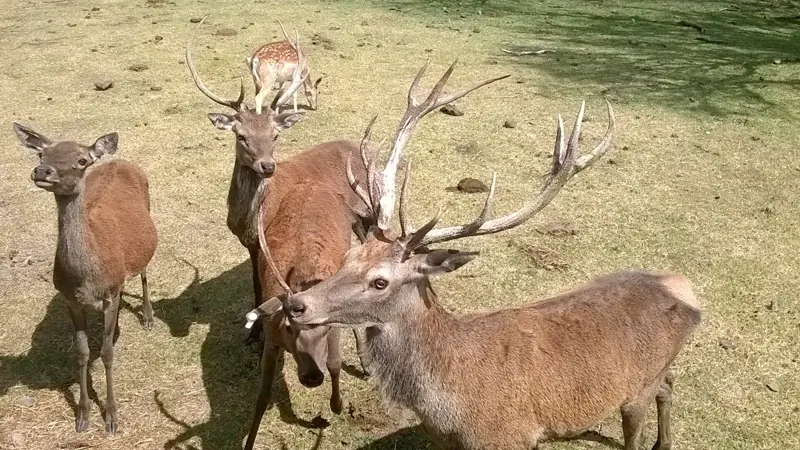 Cerfs et biche
