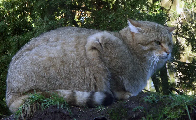Chat forestier couché