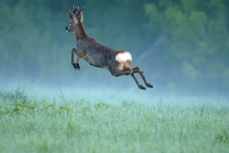 Chevreuil en plein saut