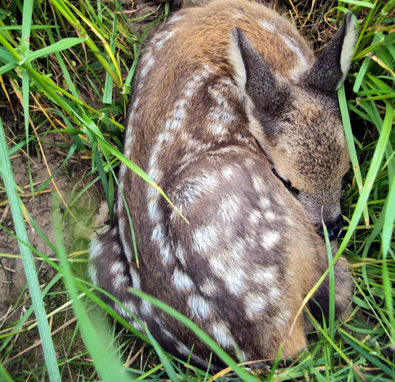 Faon tacheté couché dans l'herbe