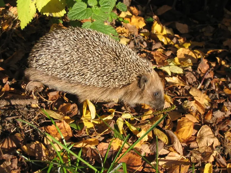 Hérisson dans les feuilles mortes