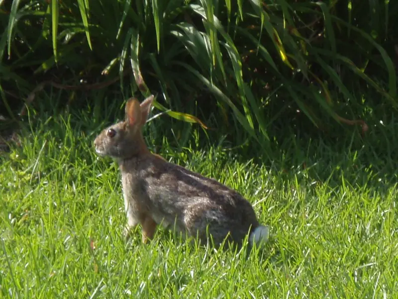 Lapin de garenne
