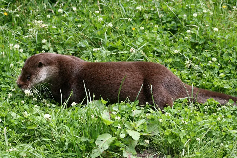 Loutre couchée dans l'herbe