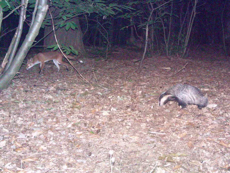 Renard et blaireau filmés de nuit par un piège photographique