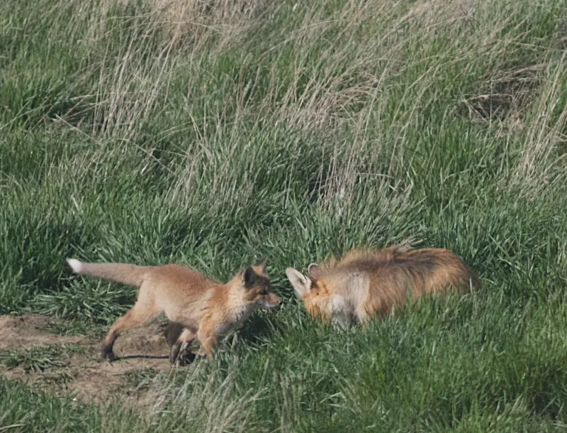 Renardeaux jouant devant le terrier