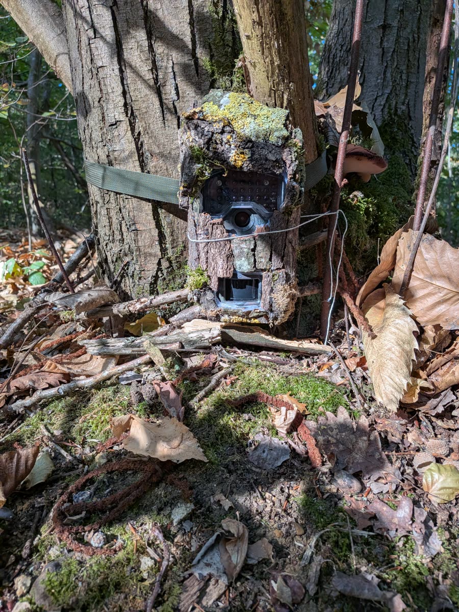 Piège photographique camouflé, fixé à un arbre